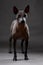 Xoloitzcuintle Mexican Hairless Dog  standing on neutral dark gray background