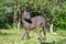 Xoloitzcuintle puppy in the summer meadow