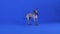 Xoloitzcuintle stands in full growth in the studio against a blue background. The pet follows the command, raises its