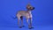 Xoloitzcuintle stands sideways in full height and looks ahead in the studio against a blue background. The pet turns its