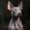 The xoloitzcuintle, xoloitzcuintli or xolo, is a hairless dog breed native to Mexico It comes in Toy, Standard and Medium sizes.