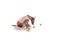 Xoloitzcuintli dog catches balls with his mouth
