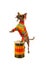 Xoloitzcuintli dog in clothes and glasses plays the drum