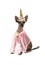 Xoloitzcuintli dog dressed as a unicorn