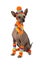 Xoloitzcuintli dog dressed in a warm cap, scarf and socks