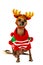 Xoloitzcuintli dog dressed in warm clothes with reindeer horns on the head