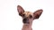 Xoloitzcuintli dog portrait on white background