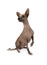 Xoloitzcuintli dog sitting with one paw raised on a white background