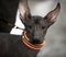 Xoloitzcuintli Mexican Hairless Dog puppy portrait