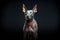 Xoloitzcuintli naked Mexican dog on a black background. Ai art