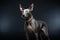 Xoloitzcuintli naked Mexican dog on a black background. Ai art