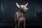 Xoloitzcuintli naked Mexican dog on a black background. Ai art