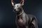 Xoloitzcuintli naked Mexican dog on a black background. Ai art