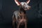 Xoloitzcuintli naked Mexican dog on a black background. Ai art