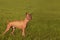 Xoloitzcuintli. A thoroughbred dog stands sideways on the green grass.