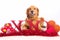 XOXO Golden Retriever Dog on Valentine\'s Day