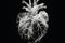 An xray image of a human heart