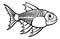 XRay Tetra Fish Cartoon Character