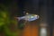 Xray Tetra Tropical Fish