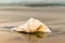 Xrisi Akti beach at Paros island in Greece with a big seashell at the foreground