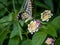 Xuthus swallowtail butterfly on lantana flowers 1