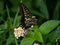 Xuthus swallowtail butterfly on lantana flowers 11