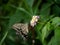 Xuthus swallowtail butterfly on lantana flowers 14