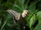 Xuthus swallowtail butterfly on lantana flowers 15