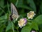 Xuthus swallowtail butterfly on lantana flowers 2