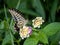 Xuthus swallowtail butterfly on lantana flowers 7