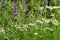 Xylanthemum tianschanicum and Stachys persica