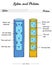 Xylem and phloem comparison