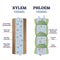 Xylem and phloem water and minerals transportation system outline diagram