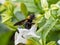 Xylocopa appendiculata carpenter bee on flowers 5