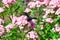Xylocopa Bug Bee on Flowers Stock Photo
