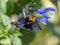 Xylocopa Japanese carpenter bees on sage flowers 1