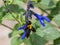 Xylocopa Japanese carpenter bees on sage flowers 3