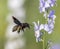 Xylocopa valga, Carpenter bee. An insect flies up to a flower