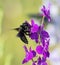 Xylocopa valga, Carpenter bee. An insect gathers nectar