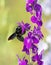 Xylocopa valga, Carpenter bee. An insect sitting on a flower