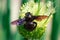 Xylocopa valga wild wooden bee insect harvesting pollen on onion stamens bloom, macro photo