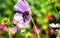 Xylocopa violacea collects nectar and pollen from Cosmos flowers