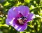 Xylocopa violacea collects pollen and nectar from Syrian hibiscus