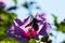 Xylocopa violacea collects pollen and nectar from Syrian hibiscus