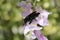 Xylocopa Violacea species standing on a flower