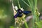 Xylocopa violacea, the violet carpenter bee