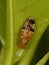 Xyphosia miliaria fruit fly