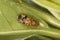 Xyphosia miliaria fruit fly