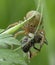 Xysticus spider hunter eating small died honeybee