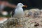 Y seagull Yellow-legged gull / Larus michahellis perched on a rock